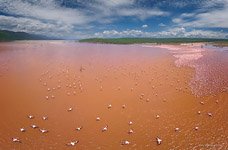 Фламинго, Кения, озеро Богория №39