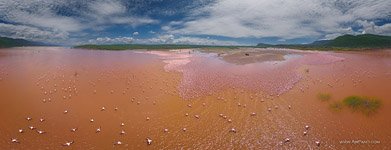 Фламинго, Кения, озеро Богория №40