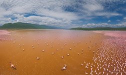 Фламинго, Кения, озеро Богория №37