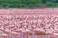 Фламинго, Кения, озеро Богория №14