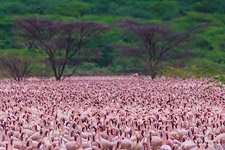 Фламинго, Кения, озеро Богория №20