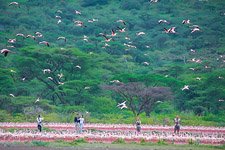 Фламинго, Кения, озеро Богория №28