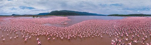 Фламинго, Кения, озеро Богория №8