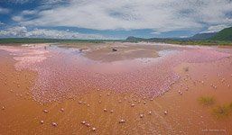 Фламинго, Кения, озеро Богория №24