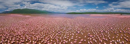 Фламинго, Кения, озеро Богория №33