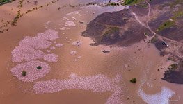Фламинго, Кения, озеро Богория №27