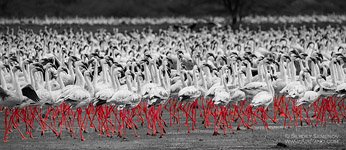 Фламинго, Кения, озеро Богория №23