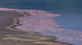 Фламинго, Кения, озеро Богория №4