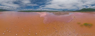 Фламинго, Кения, озеро Богория №38