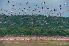 Фламинго, Кения, озеро Богория №22