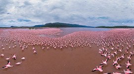 Фламинго, Кения, озеро Богория №7
