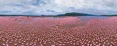 Фламинго, Кения, озеро Богория №5