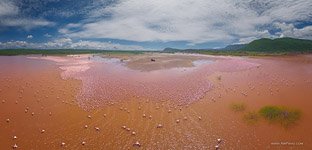 Фламинго, Кения, озеро Богория №41