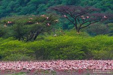 Фламинго, Кения, озеро Богория №13