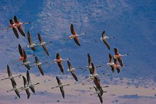 Фламинго, Кения, озеро Богория №3
