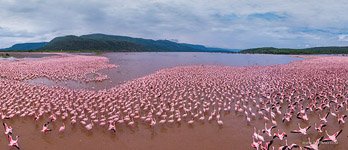 Фламинго, Кения, озеро Богория №16