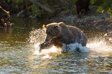 Медведь ловит рыбу