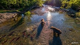 Медведи на Курильском озере Медведи на Курильском озере