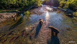 Медведи на Курильском озере