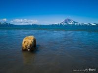 Медведь на Курильском озере