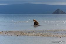 Медведь в Курильском озере
