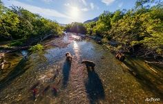 Медведи на Курильском озере