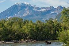 Медведь среди Камчатской природы