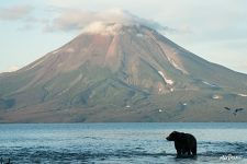 Медведь и вулкан Ильинская Сопка