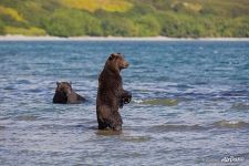 Медведи в озере Медведи в озере