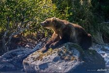 Медведь наслаждается солнцем