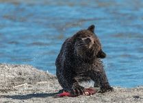 Медвежонок с рыбой Медвежонок с рыбой