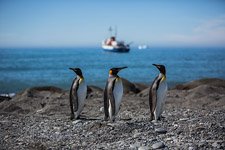 Пингвины, остров Южная Джорджия #15