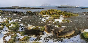 Seals, South Georgia Island #14