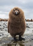 Penguins, South Georgia Island #11