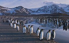 Penguins, South Georgia Island #8