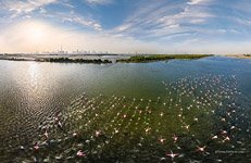 Фламинго в заповеднике Рас аль-Хор