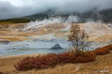 Растительность термальных полей Растительность термальных полей