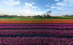 Тюльпановые поля в Голландии №1