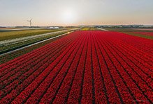 Тюльпановые поля в Голландии №8