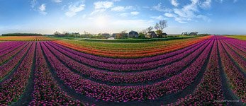 Тюльпановые поля в Голландии №2