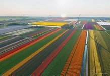 Тюльпановые поля в Голландии №5