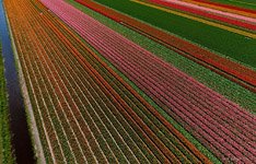 Тюльпановые поля в Голландии №12