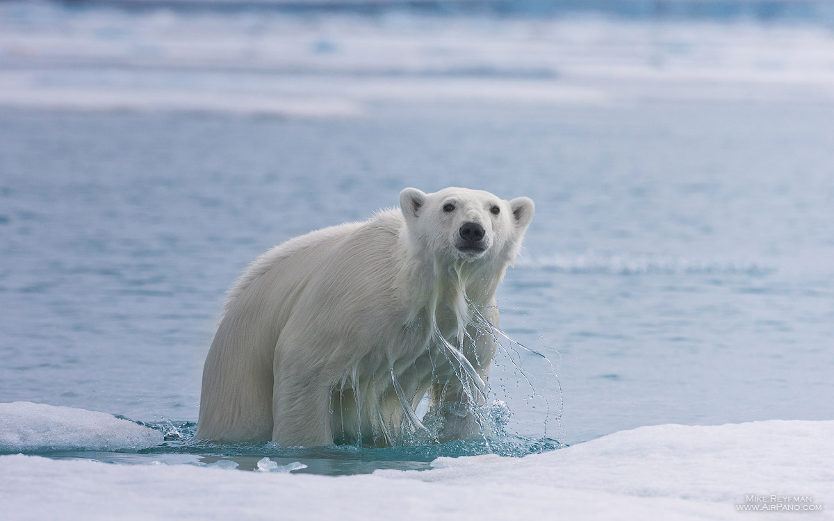 Вылезающий из воды белый медведь