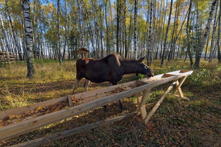 Национальный парк Лосиный остров, Москва