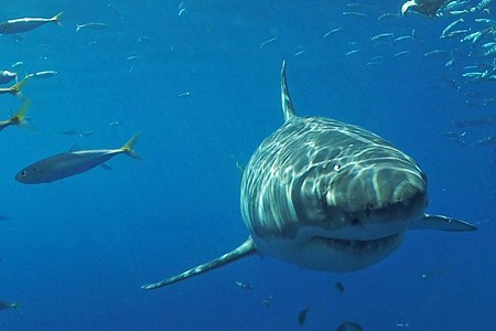 Дайвинг с белой акулой
