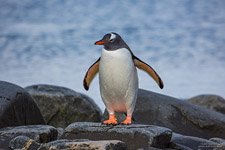 Пингвины в Антарктиде №21