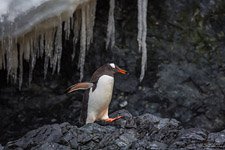 Пингвины в Антарктиде №15