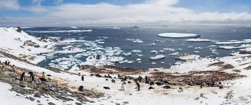 Пингвины Антарктиды №2