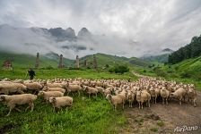 Овцы и бараны в Ингушетии Овцы и бараны в Ингушетии