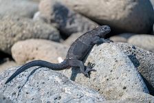 Галапагосская морская игуана Галапагосская морская игуана